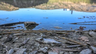 ODTÜ Biyolojik Bilimler Bölümü Öğretim Üyesi Prof. Dr. Meryem Beklioğlu,