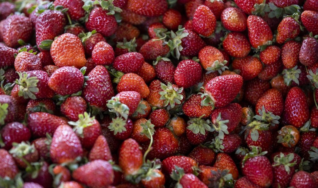 Kuzey İrlanda'da yapılan bir araştırma, çilek ve çay gibi flavonoid