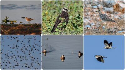 Gaziantep'te göç mevsimi nedeniyle kuş çeşitliliğinde yoğunluk yaşanıyor.