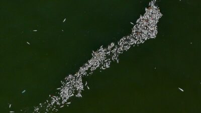 Prof. Dr. Tolga Dinçer, İzmir Körfezi'ndeki kirliliğe ilişkin, "Altyapı yetersizliği