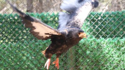 ŞANLIURFA (AA) – Ana vatanı Orta ve G&uuml;ney Afrika olan