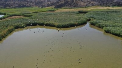 Iğdır'daki Karasu Sulak Alanı'nda gözlemlenen kuş türü sayısında kuraklığın etkisiyle