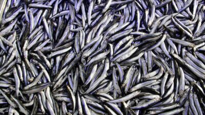 Prof. Dr. Osman Samsun, hamsi avcılığına yönelik kota kararının, Karadeniz'de