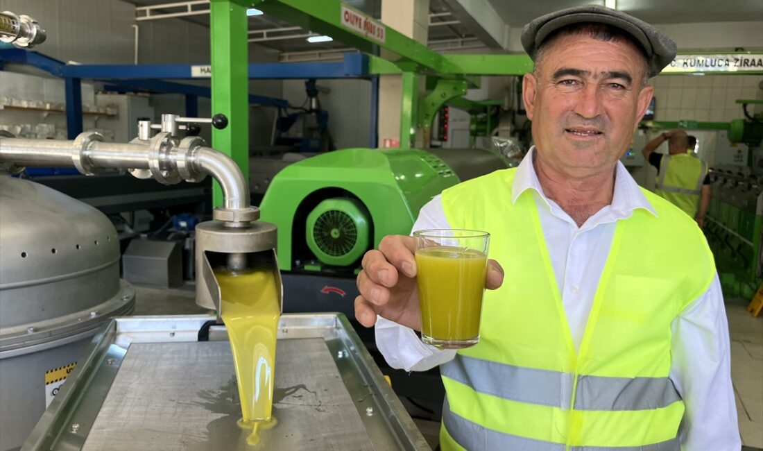 ANTALYA (AA) – Antalya'nın Kumluca ilçesinde üreticiler, hasadını yaptıkları zeytini