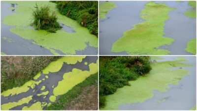 Kırklareli'nin Lüleburgaz ilçesindeki derenin yüzeyi yosunla kaplandı.
