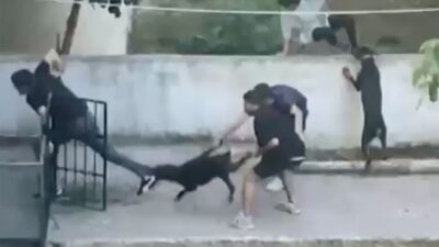 Maltepe'de pitbull cinsi köpeğin bir kişiyi ısırması cep telefonu kamerasınca