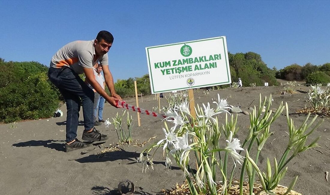 MERSİN (AA) – Talat Göktepe Tabiat Parkı’nın kumsalında filizlenen zambaklar