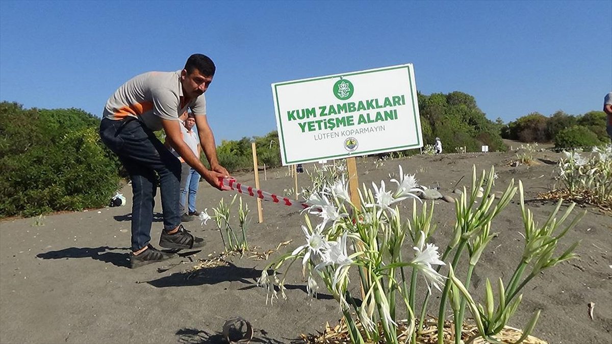 MERSİN (AA) – Talat Göktepe Tabiat Parkı’nın kumsalında filizlenen zambaklar