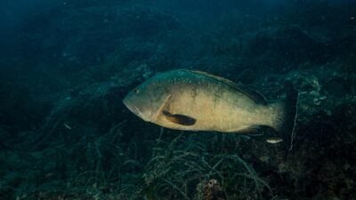Nesli tehlike altındaki türler arasında yer alan orfoz balığının korunması