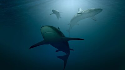 İngiltere, ABD ve Avustralya'dan araştırmacılar, okyanuslar ısındıkça resif köpek balıklarının