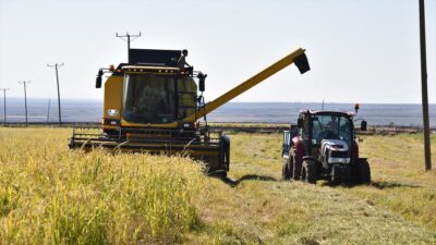 ŞANLIURFA (AA) – Mayıs ayında &ccedil;oğunlukla taşlık arazilere ekilen pirin&ccedil;,
