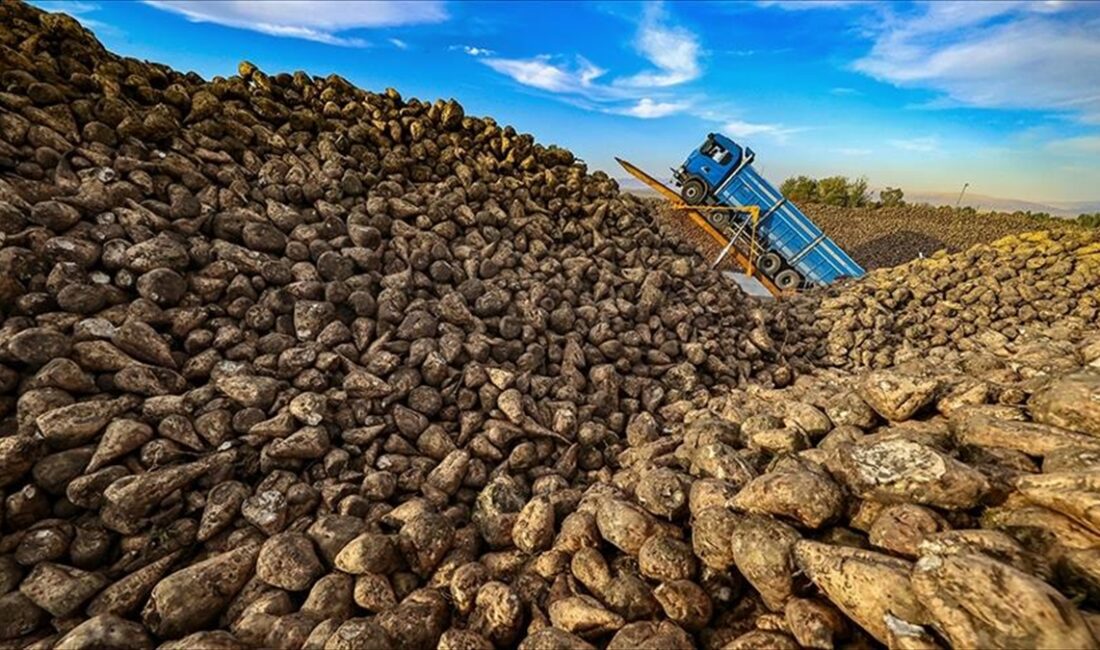 Tarım ve Orman Bakanlığı, 2024 yılı şeker pancarı alım fiyatının