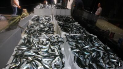 Av yasağının kalkmasıyla "vira bismillah" diyen Kocaelili balıkçıların ağları, sardalyayla