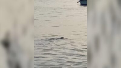 Sualtı Araştırmaları Derneği (SAD) Kurucu Üyesi ve Yönetim Kurulu Üyesi