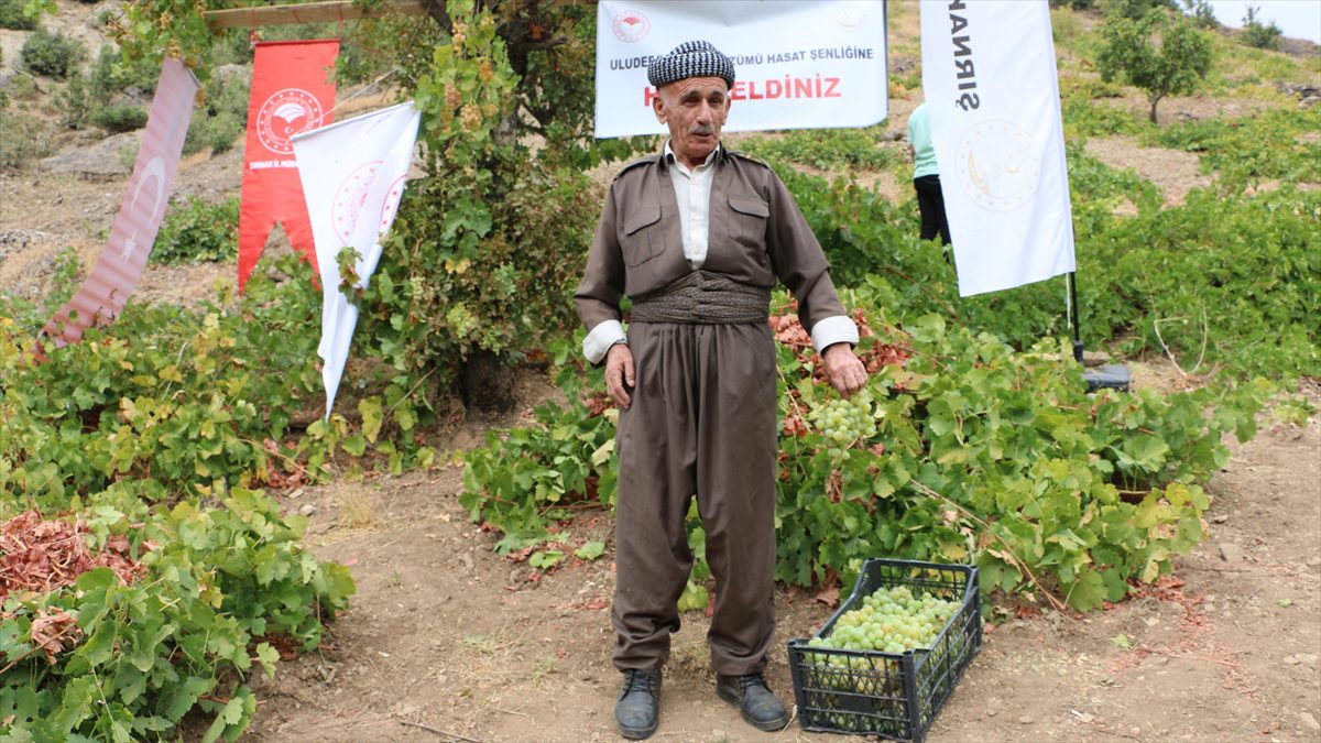 ŞIRNAK (AA) – Uludere Kaymakamı Bekir Yalçın, Yemişli köyünde düzenlenen