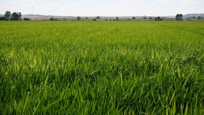 Toprak Mahsulleri Ofisi (TMO), 2024 dönemi çeltik alım fiyatlarını belirledi.