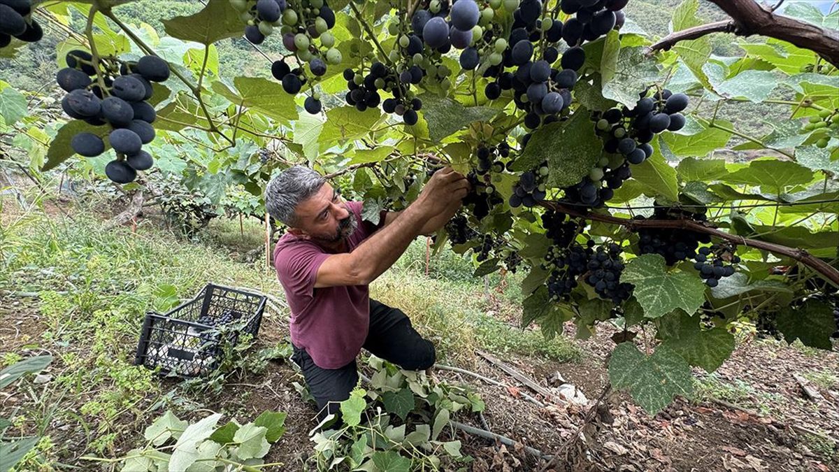Sinop'tan Artvin'e kadar Karadeniz'de yetişen, halk arasında kokulu üzüm olarak