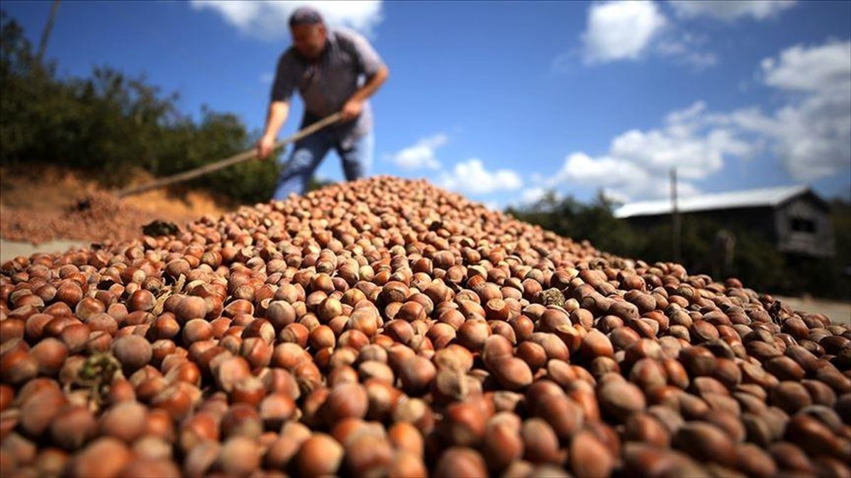 GIRESUN (AA) – Karadeniz Fındık ve Mamulleri İhracatçıları Birliği yetkililerinden