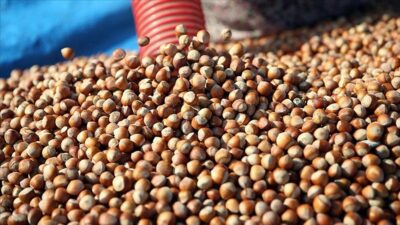 Karadeniz Fındık ve Mamulleri İhracatçıları Birliği (KFMİB) Yönetim Kurulu Başkan