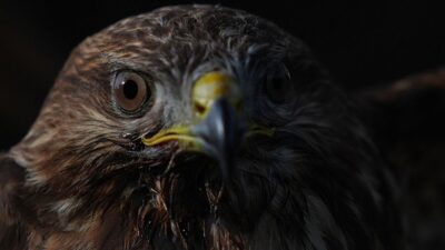 Düzce'de göç yolunda bitkin halde bulunan ve uzman ellerce iyileştirilen