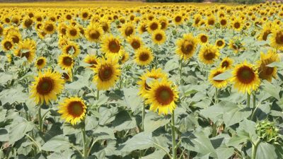 Yağlık ayçiçeği tohumu ve ham ayçiçeği yağı ithalatında uygulanacak tarife