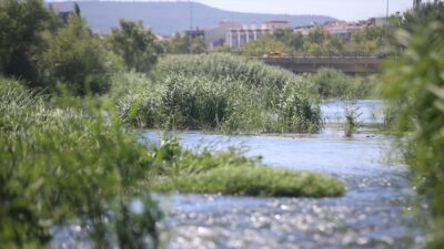 Akdeniz Genel Balıkçılık Komisyonunun Yılan Balığı Uzmanı Prof. Dr. Özdilek,