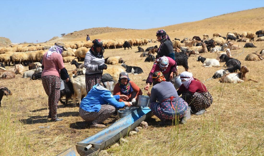 HAKKARI (AA) – Yüksekova ilçesine bağlı Kamışlı ve Yeşildere köyünde