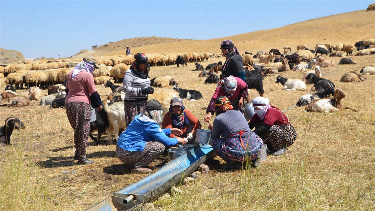 HAKKARI (AA) – Yüksekova ilçesine bağlı Kamışlı ve Yeşildere köyünde