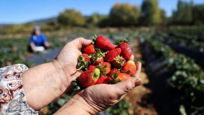 Üreticiler, Avrupa Birliğinden coğrafi işaret tescili almasıyla talebi artan Hüyük