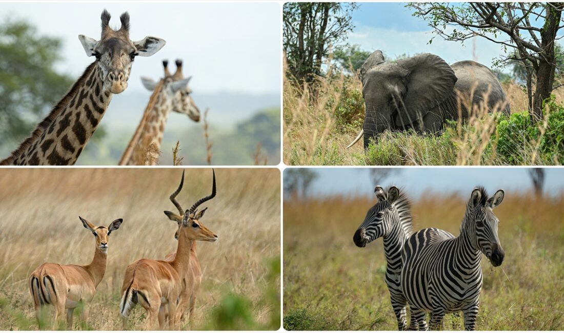 Dünya Doğayı Koruma Vakfı (WWF), Afrika'da yaban hayatı popülasyonunun son