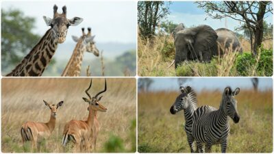 Dünya Doğayı Koruma Vakfı (WWF), Afrika'da yaban hayatı popülasyonunun son
