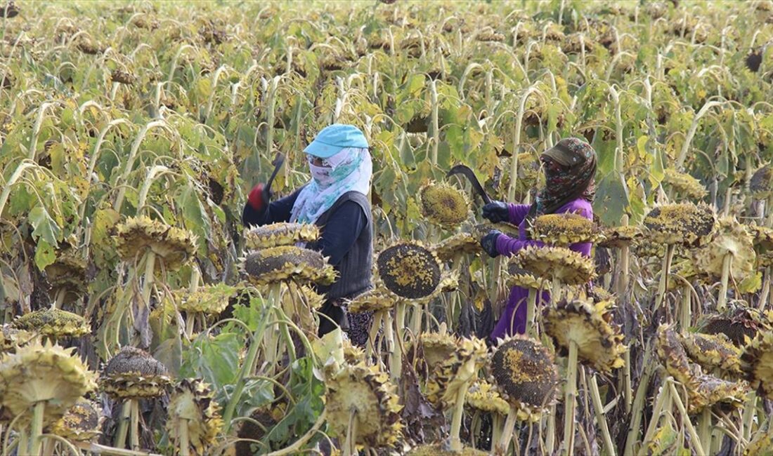Çevresi yüksek dağlarla çevrili Ağrı Ovası'nın geniş tarlalarında yetiştirilen çerezlik