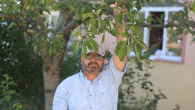 ANTALYA (AA) – Antalya'nın Akseki ilçesinde kiraz ağacı bu yıl