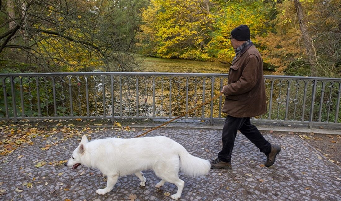 Almanya'da belediyelerin köpek vergisi gelirleri, 2023'te yüzde 1,6 artışla 421