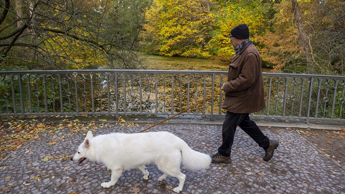 Almanya'da belediyelerin köpek vergisi gelirleri, 2023'te yüzde 1,6 artışla 421