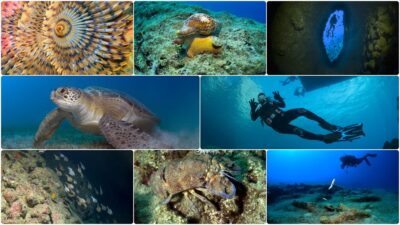 Antalya'nın Kemer ilçesi açıklarındaki Üç Adalar mevkisinin su altı zenginlikleri