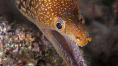 ANTALYA (AA) – AYŞE YILDIZ – Antalya'nın Kemer ilçesi açıklarındaki