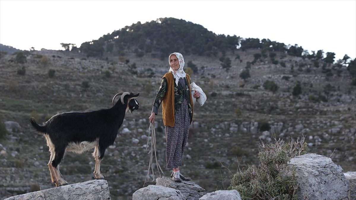 Antalya'nın Manavgat ilçesinde yaşayan Fatma Sevinç, 45 yıldır keçilerini otlattığı
