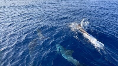 ABD'de yapılan bir araştırmada, ilk defa yunus balıklarının nefesinde, sağlık