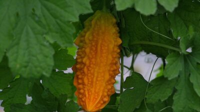 Bayburt Üniversitesi tarım uygulama ve araştırma sahasında deneme amacıyla ekilen