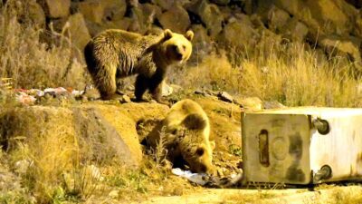 KARS (AA) – Sarıkamış’ın 2 bin 200-2 bin 800 rakımlı