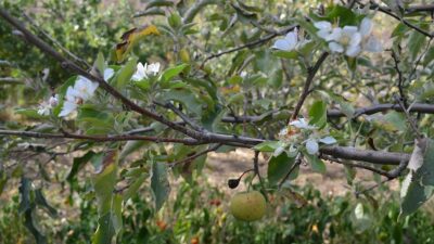 Çankırı'da ekim ayında çiçek açan elma ağacı görenleri şaşırttı.