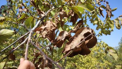 Prof. Dr. Mehmet Sütyemez, "Ülkemizde daha önce görülmeyen ve ceviz