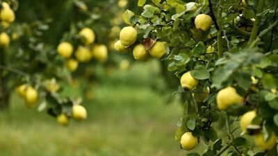 Sakarya'nın Geyve ilçesinde 13 bin dekar alanda üretilen coğrafi işaretli