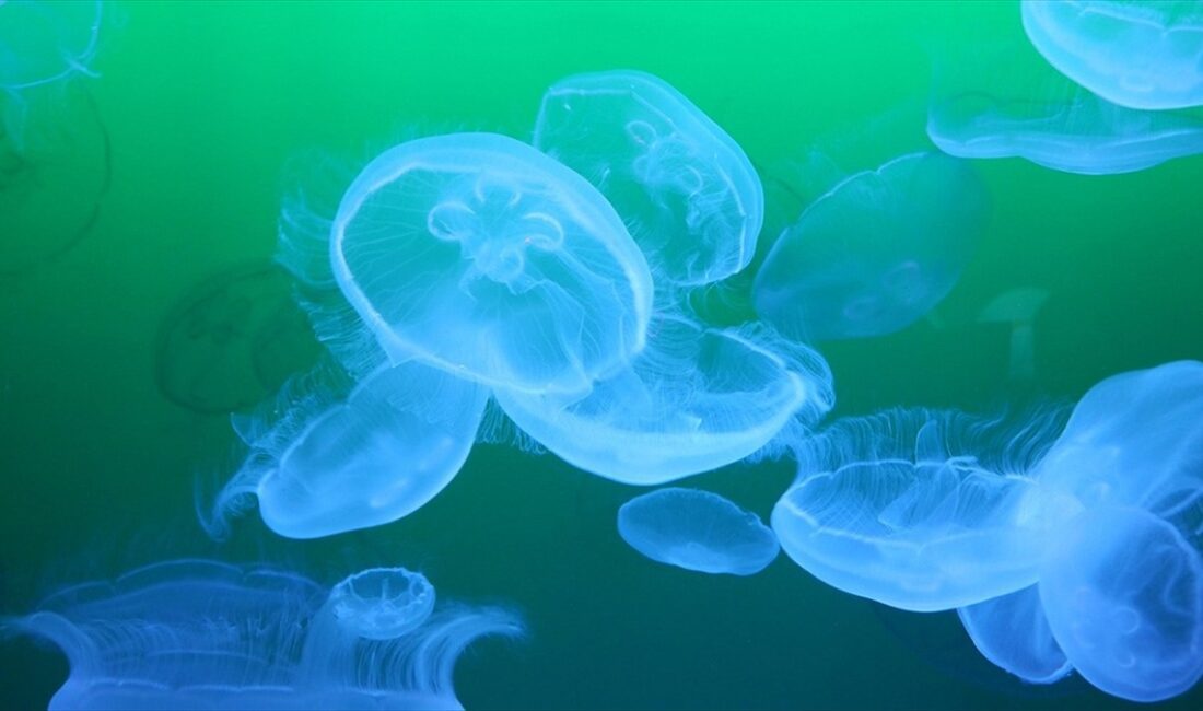 Karadeniz'de deniz suyu sıcaklığının belirli bir seviyeye ulaşması denizanalarının optimum