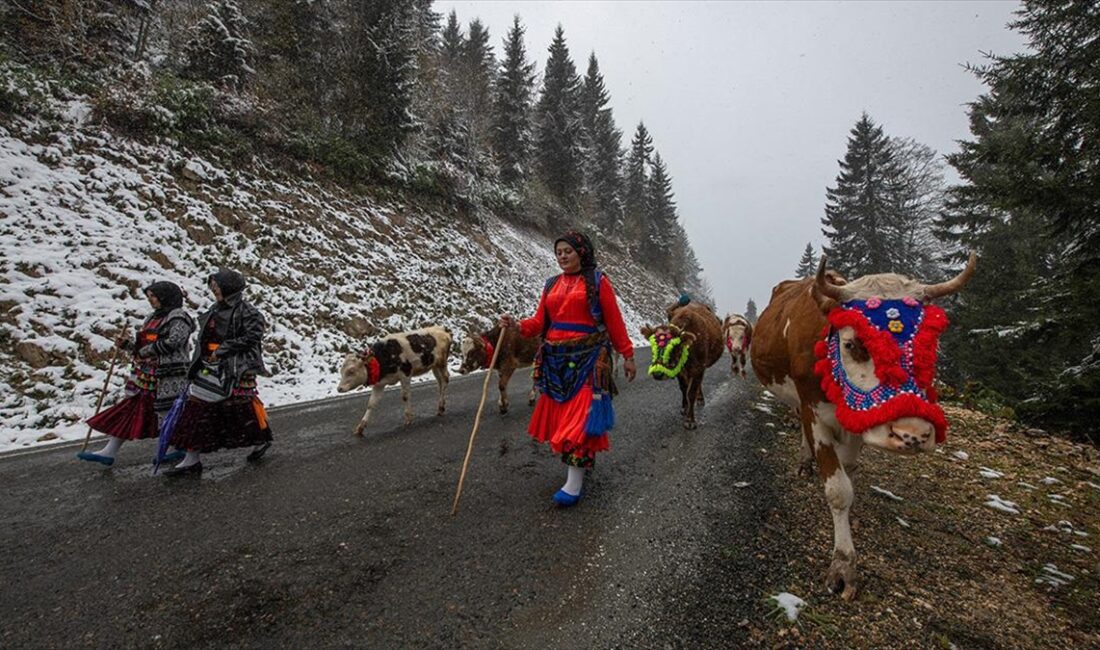 Doğu Karadeniz'de yaz başında küçükbaş ve büyükbaş hayvanlarıyla yaylalara çıkan