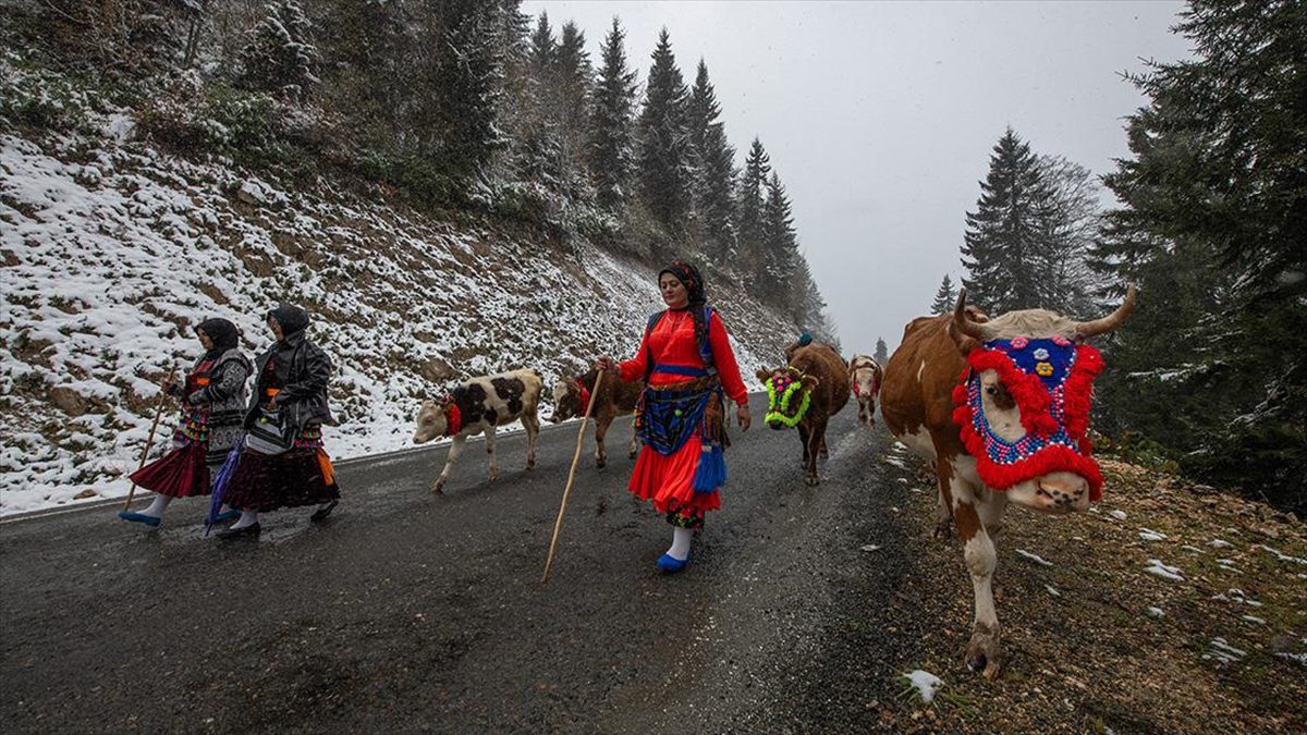 Doğu Karadeniz'de yaz başında küçükbaş ve büyükbaş hayvanlarıyla yaylalara çıkan