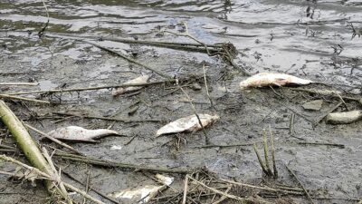 Dünyada son 50 yılda yaban hayatı popülasyonlarında görülen yüzde 73