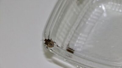 Ordu, Trabzon ve Giresun'da fındık başta olmak üzere meyve ve