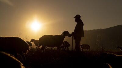 Tunceli'de yayla sezonunu tamamlayan göçerler, köylerine ulaşabilmek için sürüleriyle kilometrelerce